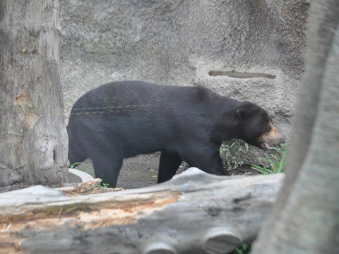 ちょっと前ですが・・・10月4日　円山動物園　アジアゾーン　熱帯雨林館