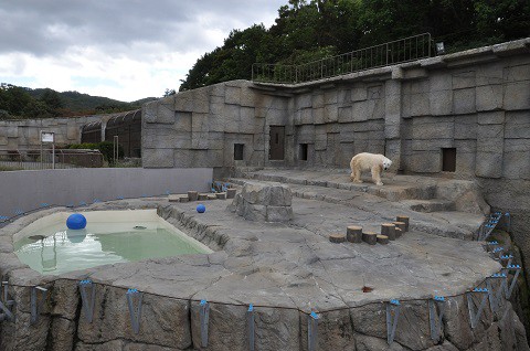 ちょっと前ですが・・・10月4日　円山動物園　ホッキョクグマ