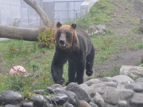 ちょっと前ですが・・・10月4日　円山動物園　エゾヒグマ　大(ダイ)