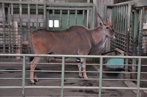 ちょっと前ですが・・・10月4日　円山動物園　熱帯動物館の皆さん