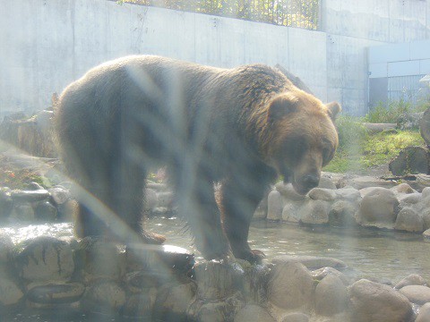 ちょっと前ですが・・・10月15日　円山動物園　エゾヒグマ　とわ