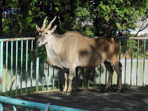 ちょっと前ですが・・・10月15日　円山動物園　熱帯動物館