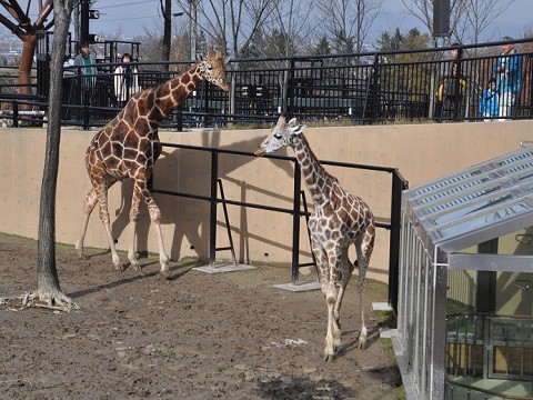 10月27日　旭山動物園へ行きました。