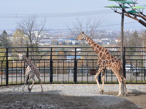 10月27日　旭山動物園　アミメキリン　ゲンキと来園したばかりのメス