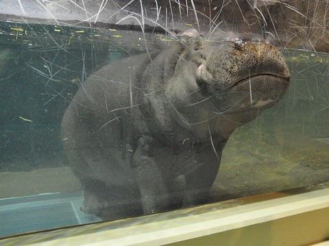 10月27日　旭山動物園　カバ館の若いオスたち