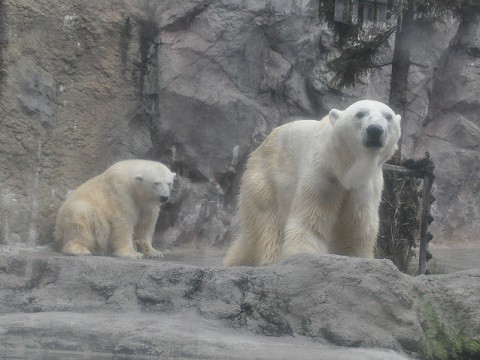 10月27日　旭山動物園　ホッキョクグマ