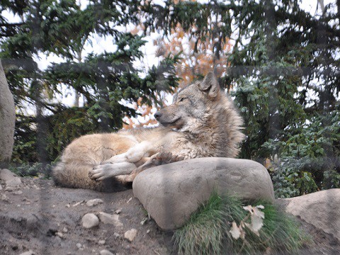 10月27日　旭山動物園　お昼寝中のシンリンオオカミ