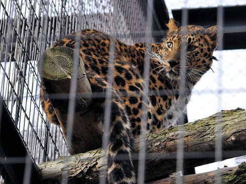 10月27日　旭山動物園　もうじゅう館の仲間たち