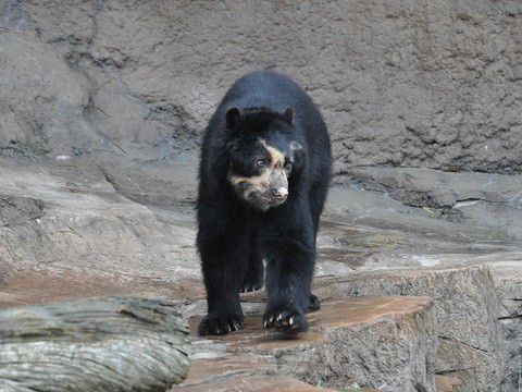 2015年9月 天王寺動物園 クマ舎の仲間たち