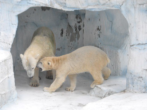 2015年9月 天王寺動物園 ホッキョクグマ バフィンと百々2