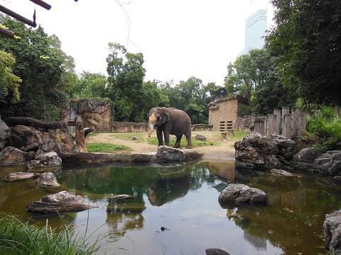 2015年9月 天王寺動物園 アジアゾウ ラニー博子さん