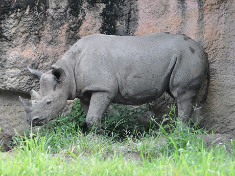 2015年9月 天王寺動物園 クロサイ サミアちゃん