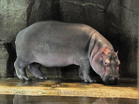 11月3日　夏期営業最終日の旭山動物園　カバ　旭子