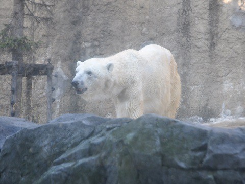 11月3日　夏期営業最終日の旭山動物園　ホッキョクグマ