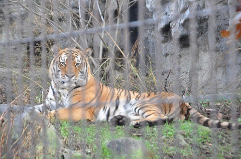 11月3日　夏期営業最終日の旭山動物園　もうじゅう館