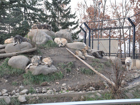 11月3日　夏期開園最終日の旭山動物園　シンリンオオカミ
