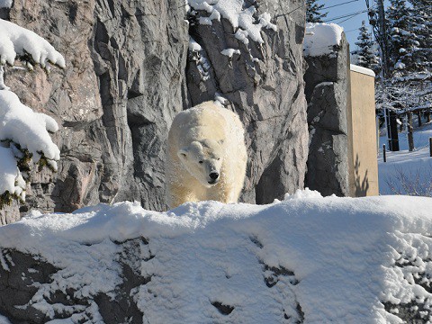 12月22日　旭山動物園　ホッキョクグマ　あら??　ルルさんじゃないの!