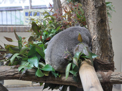 2015年9月　関西旅行5日目　王子動物園　コアラたち　