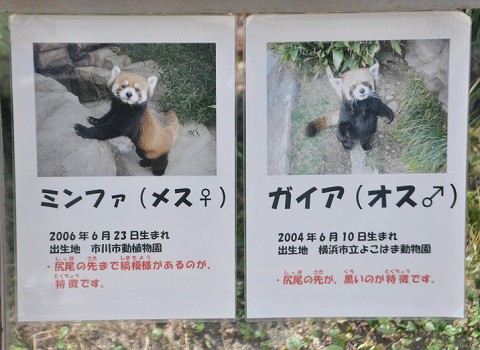 2015年9月　関西旅行5日目　王子動物園　レッサーパンダ