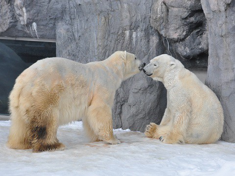 1月16日　旭山動物園　ホッキョクグマ　イワンとルル