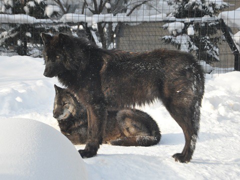 1月16日　旭山動物園　シンリンオオカミ　一家10頭だったころ