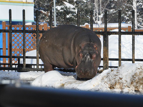 1月16日　旭山動物園　カバの百吉と旭子　イボイノシシのドゥニア