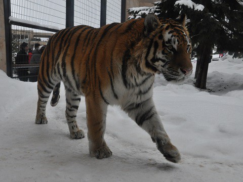 1月26日　旭山動物園　もうじゅう館の仲間たち