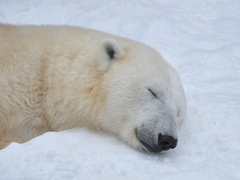 1月26日　旭山動物園　ホッキョクグマ