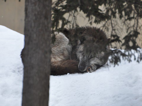 1月26日　旭山動物園　オオカミ　子ども3頭がバックヤードへ移動