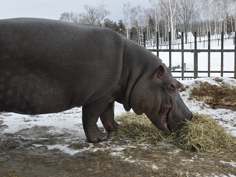 1月26日　旭山動物園　きりん舎とかば館の仲間たち