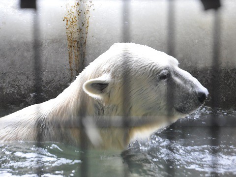 2月9日　旭山動物園　ホッキョクグマ　プールから出たいイワン