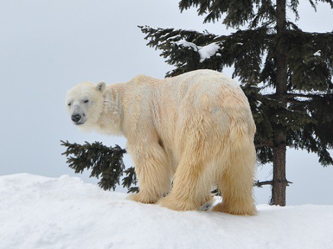 2月9日　旭山動物園　ホッキョクグマ　イワンとピリカ　無邪気なサツキ