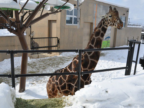 2月9日　旭山動物園　きりん舎・かば館