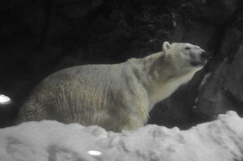 2月9日　雪あかりの旭山動物園　ホッキョクグマ　イワンとルル
