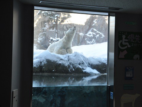 ちょっと懐かしい・・・12月22日　旭山動物園　ホッキョクグマ　イワン