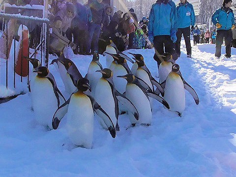 ちょっと懐かしい・・・2015年12月22日　旭山動物園　ペンギンの散歩