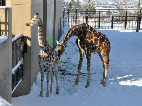 ちょっと懐かしい・・・2015年12月22日　旭山動物園　アミメキリン