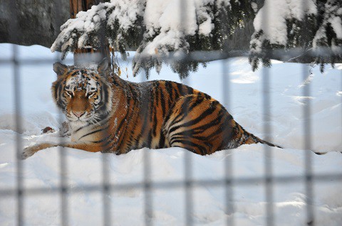 ちょっと懐かしい・・・2015年12月22日　旭山動物園　トラのなるほどガイド