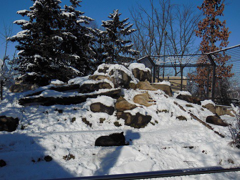 ちょっと懐かしい・・・2015年12月22日　旭山動物園　オオカミ一家