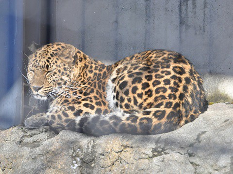 ちょっと懐かしい・・・2015年12月22日　旭山動物園　もうじゅう館の仲間達