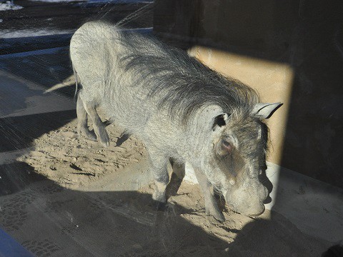 ちょっと懐かしい・・・2015年12月22日　旭山動物園　カバ館の仲間たち