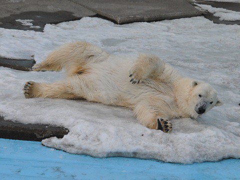 ちょっと懐かしい・・・2月18日　釧路市動物園　ホッキョクグマ　ツヨシ