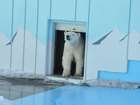 ちょっと懐かしい・・・2月18日　釧路市動物園　ミルク1