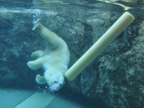 4月5日　旭山動物園　ホッキョクグマたち