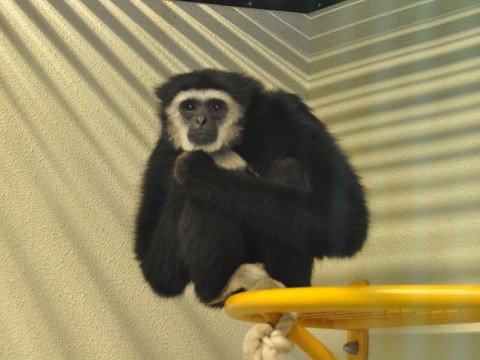 4月5日　旭山動物園　シロテテナガザル　冬の間は屋内展示