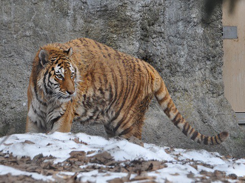 4月5日　旭山動物園　アムールトラ　のん