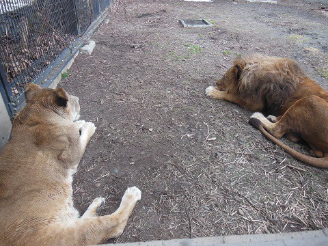 4月5日　旭山動物園　もうじゅう館の仲間達(アムールトラを除く)