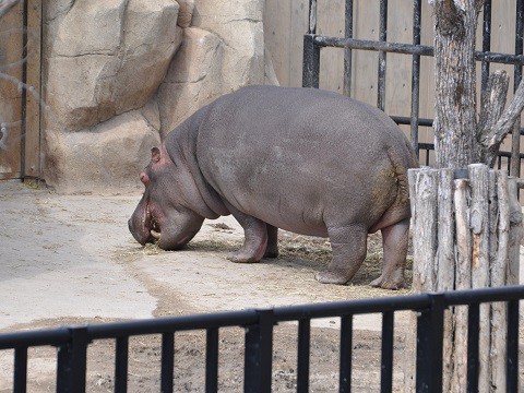 4月5日　旭山動物園　カバ