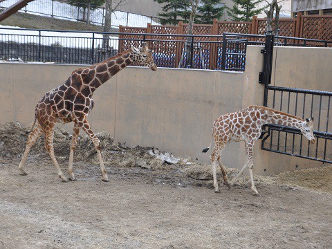 4月5日　旭山動物園　アミメキリン　もぐもぐタイム