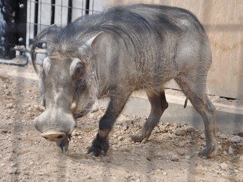 4月5日　旭山動物園　イボイノシシとダチョウ